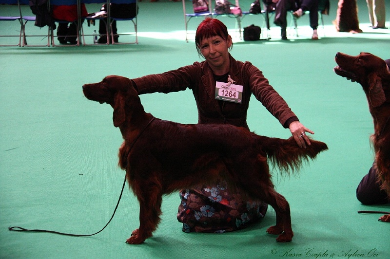 Crufts2011 645.jpg